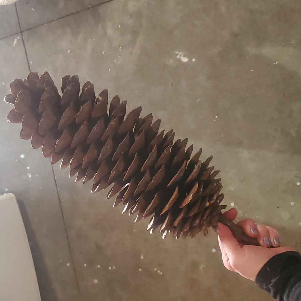 🪩 DISCO DEALS 1 Gigantic pinecone!  XXL, HUGE, MASSIVE, Very Big - Picture 3 of 11